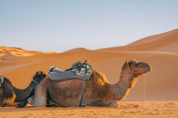 istock Camels resting on Sahara Desert 1463923919