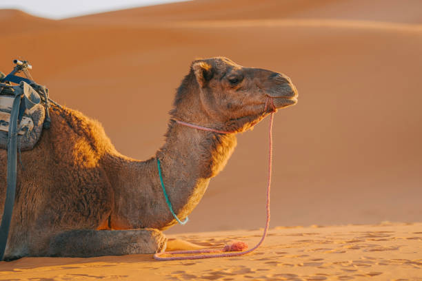 istock Camels resting on Sahara Desert 1463923922