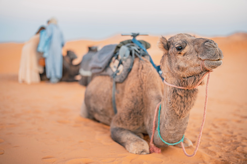 Desert landscape with camel .