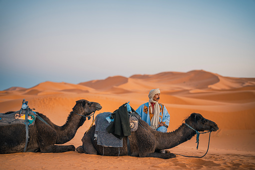 Camel Driver and camel train looking away resting on Sahara Desert in evening