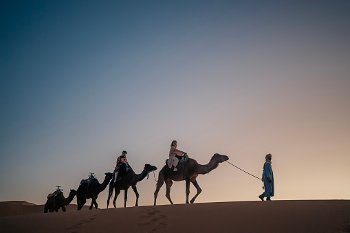 In silhouette Tourists on train of camels in Sahara Desert led by guide herdsman in sunset
