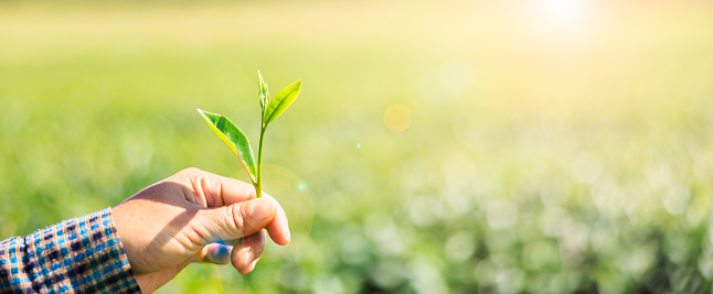 woman hand holding and planting new tree in front view