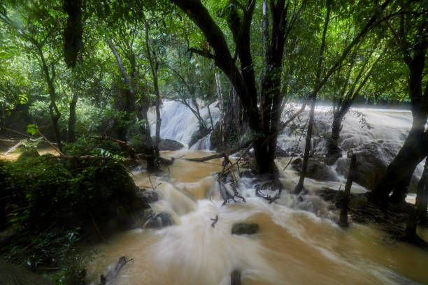 숲의 푸른 나무 아래 폭포 - tropical rainforest thailand root waterfall 뉴스 사진 이미지