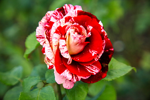 Close-up image of the red and white rose called \