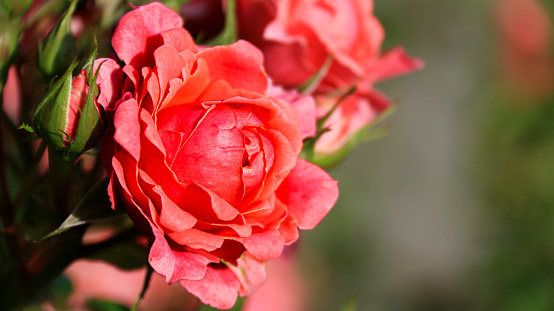 Bouquet of roses isolated on a white background.