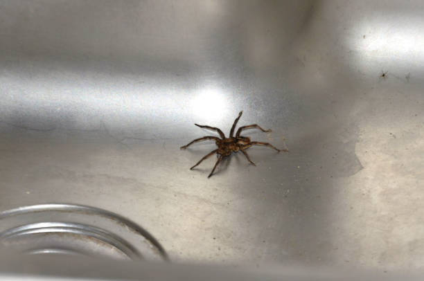 istock Inside the sink a spider Trochosa ruricola 1463925756