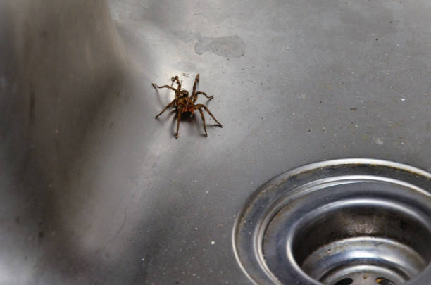 istock A Trochosa ruricola spider inside the sink 1463925771