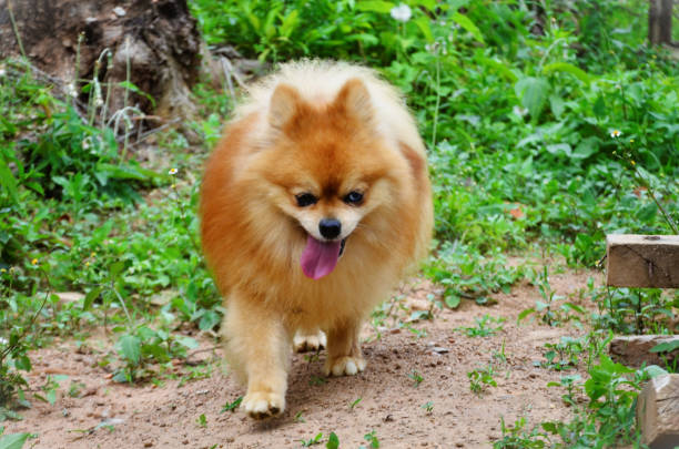 istock Caramel-colored German Spitz dog walking around the backyard 1463925903