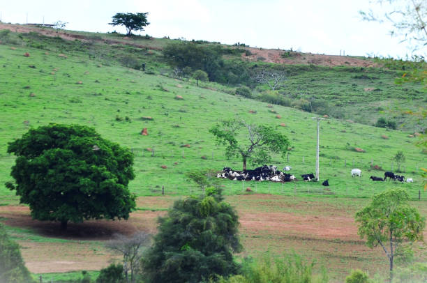 istock The cattle under the shade of the tree 1463925911