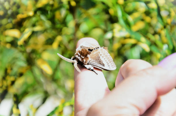 istock Mulberry bombyx moth on finger 1463926451