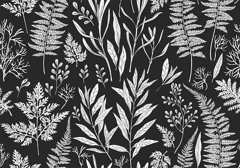 Botanical handdrawn illustration. Seamless pattern with plants, herbs, flowers and leaves. Vintage floral background. Vector allover print.