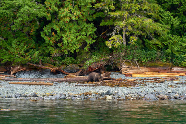 istock Grizzly Bear Foraging on a West Coast Beach 1463943212