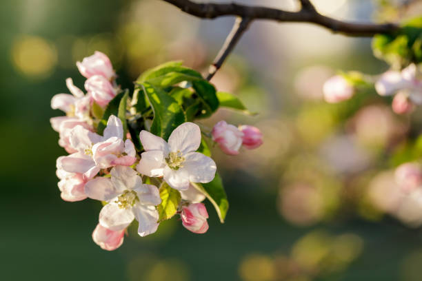 istock Spring blossom: branch of a blossoming apple tree on garden back 1463944372