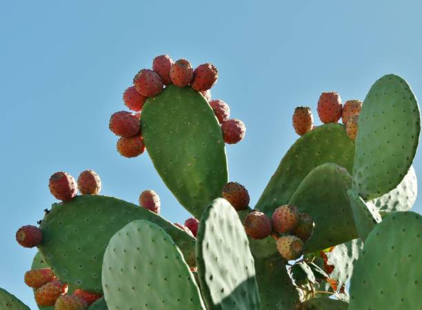 istock Cactus with fruits on Malta 1463945277