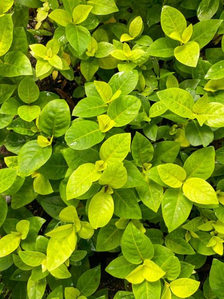 istock group of leaves in the park 1463947051