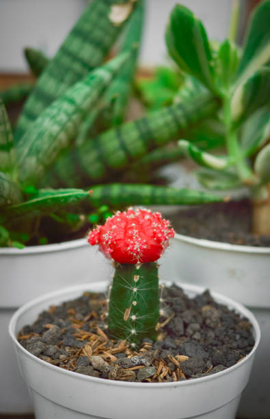 istock Red Ruby ball cactus moon cactus grafted cactus gymnocalycium Mihanovichii in pot with plant green background 1463949682