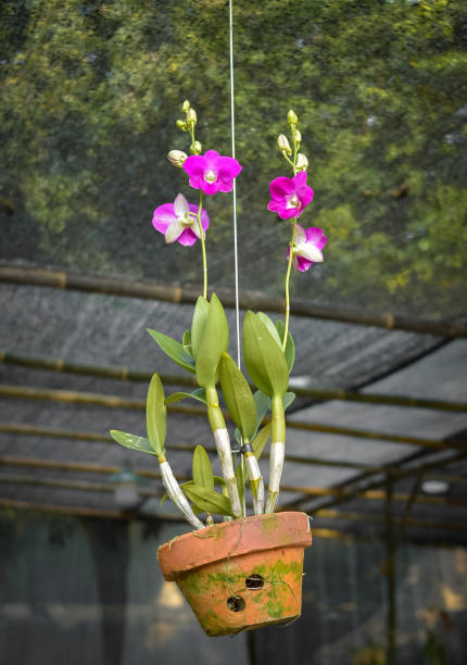 istock Purple Cattleya orchid flower bloom hanging in pot 1463949802