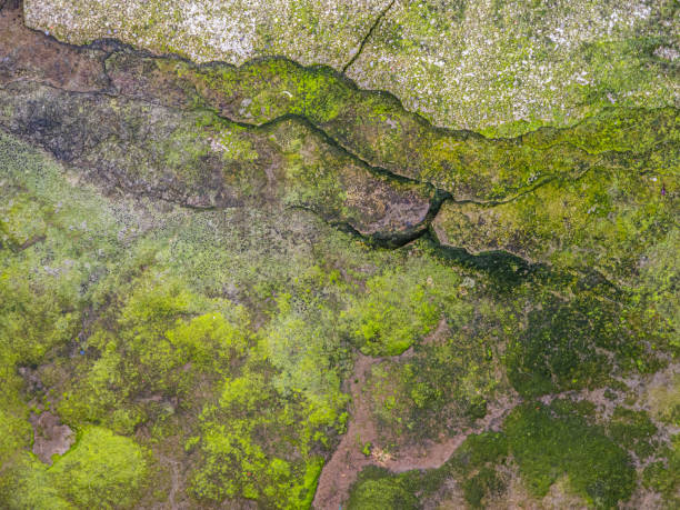 istock Green Moss on sidewalk, NYC 1463950804