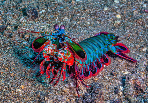 Mantis shrimp in North Sulawesi, Indonesia stock photo