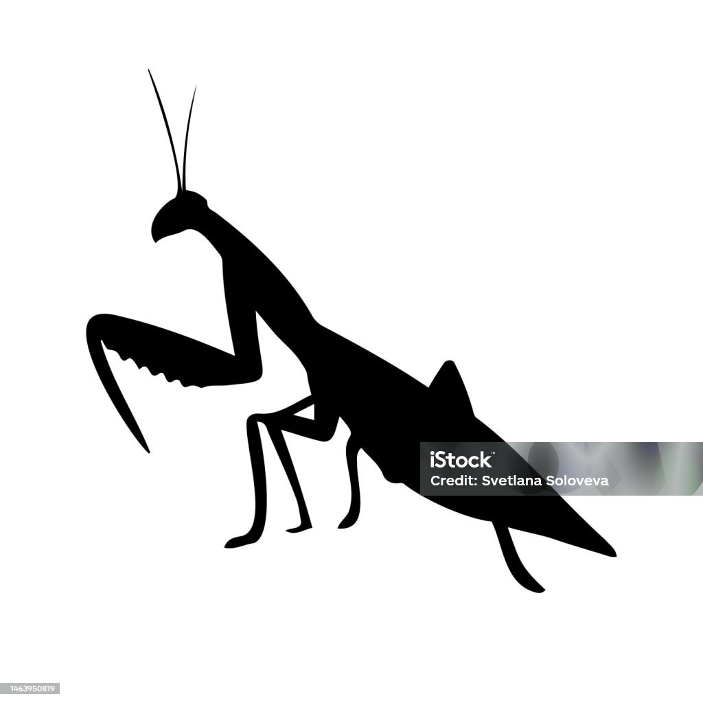 Simple Mantis Vector Vector Hand Drawn Doodle Sketch Mantis Silhouette Stock Illustration ...