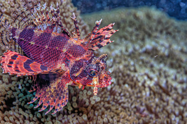 Dendrochirus biocellatus, the twospot turkeyfish, twinspot lionfish, Dendrochirus biocellatus, the twospot turkeyfish, twinspot lionfish, twoeyed lionfish or ocellated lionfish, is a species of marine ray-finned fish belonging to the family Scorpaenidae, dendrochirus stock pictures, royalty-free photos & images