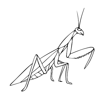 Vector hand drawn doodle sketch mantis isolated on white background