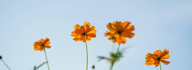 istock Closeup of orange Cosmos flower under sunlight at sunset with blue sky using as background natural plants landscape, ecology wallpaper cover page concept. 1463951038