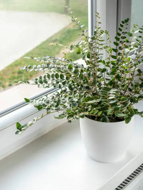 Photo of Green fern in a pot on the shelf. Green houseplants. Modern room decor, interior. Lifestyle, Still life with plants