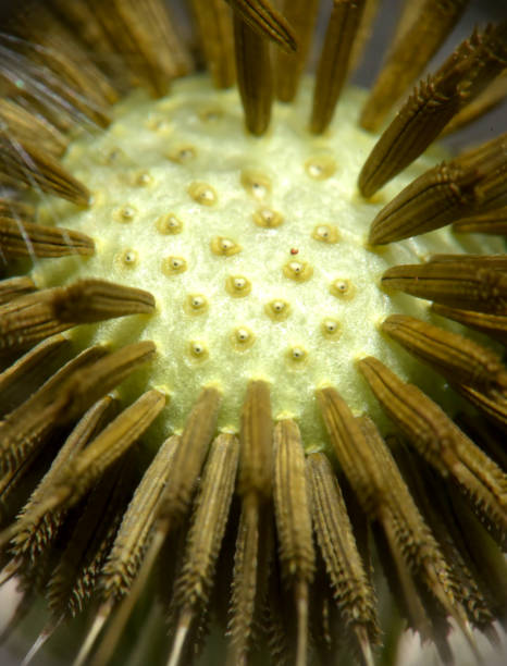 istock Taraxacum or dandelion after flowering.  Macro.  Kharkov, Ukraine 1463959755