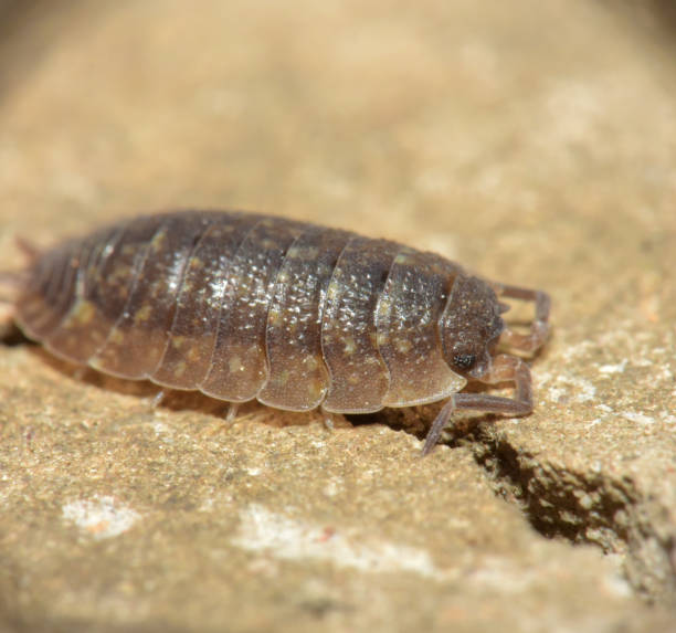 istock Oniscidea or wood lice on a stone.  Macro.  Kharkov, Ukraine 1463959783