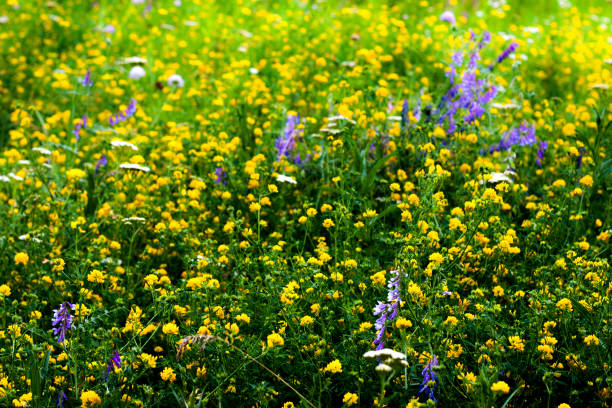 istock Wild flowers on summer meadow (shallow depth of field) 1463960140