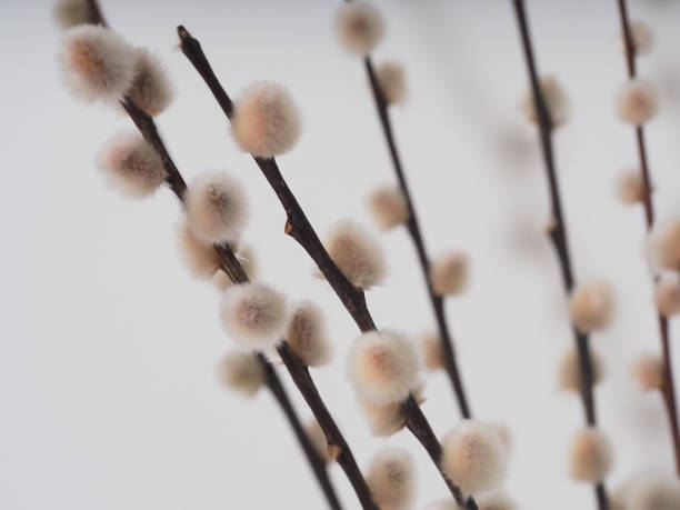 istock Red willow twigs fluffy buds are in a vase 1463967681