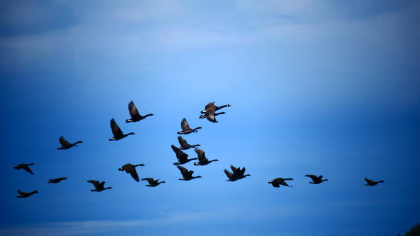 istock Bernaches du Canada en vole dans le ciel 1463969227