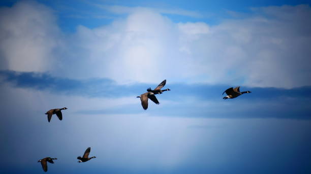 istock Bernaches du Canada en vole dans le ciel 1463969484