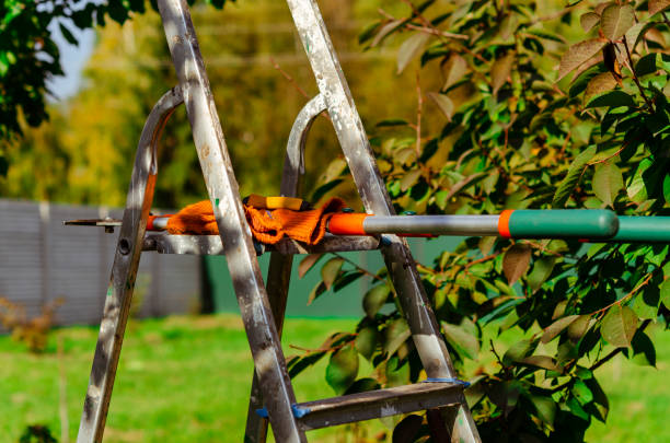 istock gardening secateurs for cutting branches on white background 1463969931