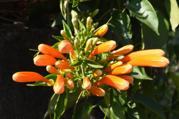 istock Orange trumpet vine, Phrae, Thailand 1463971199