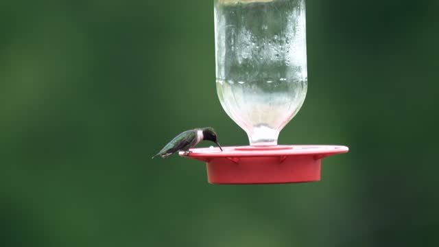 A ruby throated hummingbird perched on a feeder and drinking sugar water.