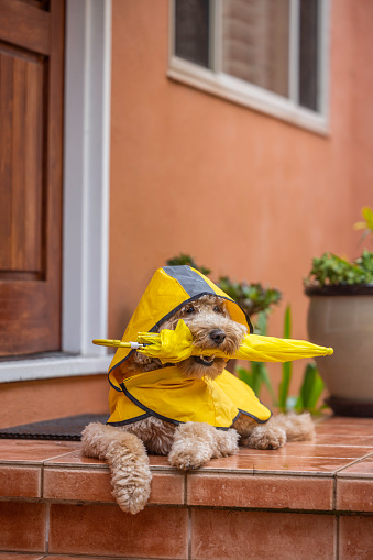 High quality stock photos of a Goldendoodle ready to go on a rainy day walk with a yellow slicker and umbrella.