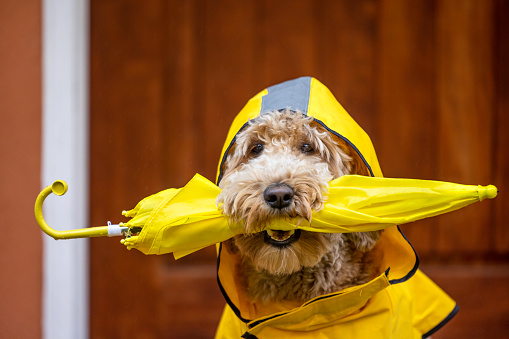 High quality stock photos of a Goldendoodle ready to go on a rainy day walk with a yellow slicker and umbrella.