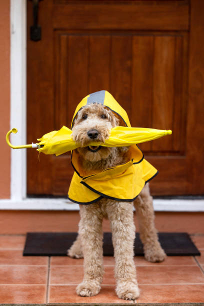 Goldendoodle Umbrella Goldendoodle Umbrella