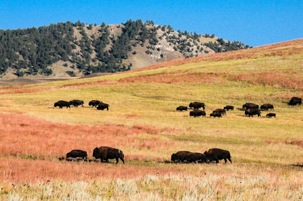 istock Custer SP - Buffalo Herd Heads for Roundup 1463978337