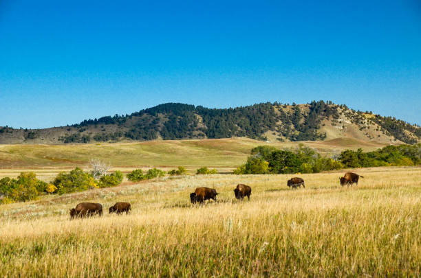 custer sp - buffalo file past - amerikanischer bison stock-fotos und bilder