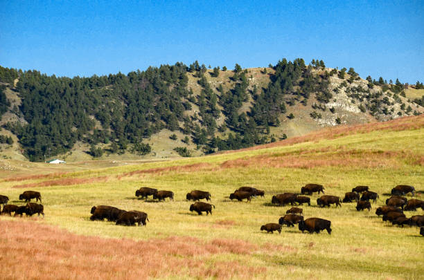 istock Custer SP - Buffalo Herd at Roundup Time 1463978454