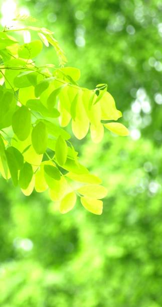 istock fresh green leaves background 1463978638