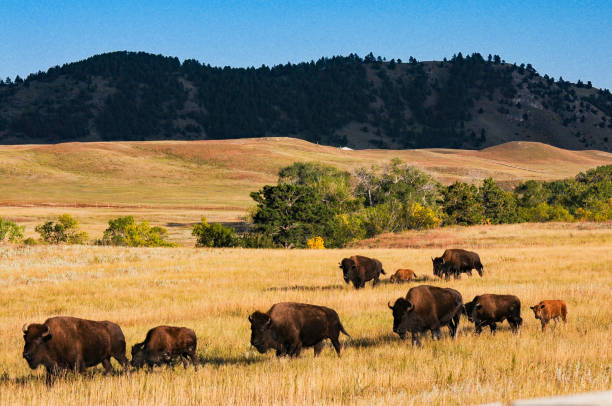Custer SP - Buffalo Approach Roundup in Single File