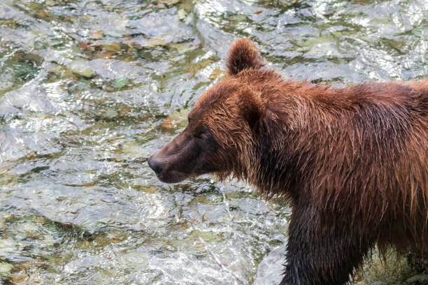 chasse au grizzli pour le saumon - wading alaska usa fur photos et images de collection