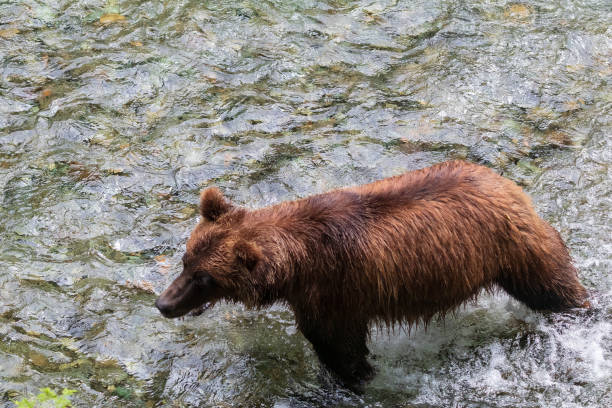 chasse au grizzli pour le saumon - wading alaska usa fur photos et images de collection