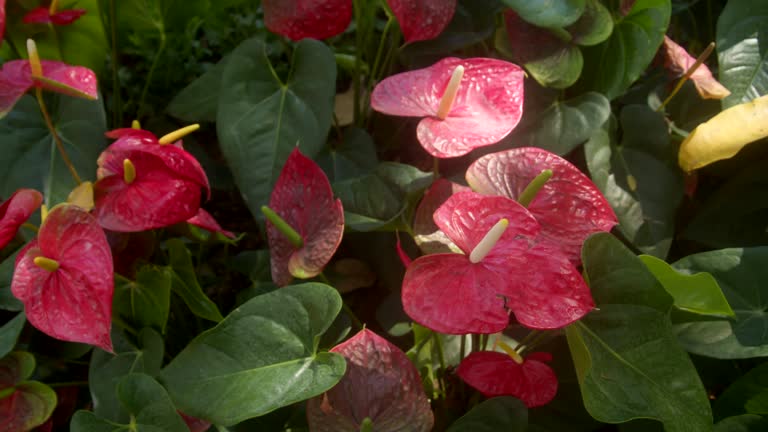 Red anthurium heart-shaped flower