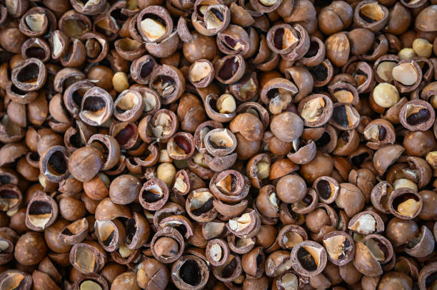 istock macadamia nuts texture background, fresh natural shelled raw macadamia nuts in a full frame, close up pile of roasted macadamia nut - top view 1463989688