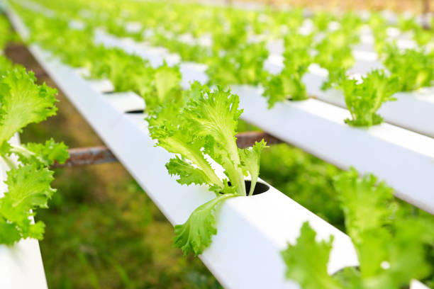 istock vegetable hydroponic system, young and fresh frillice iceberg salad growing garden hydroponic farm plants on water without soil agriculture in the greenhouse organic for health food 1463989978